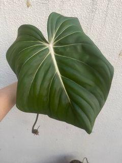 Philodendron McDowell cuttings