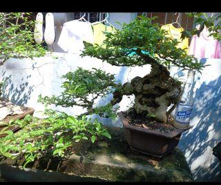 Tugas bonsai cascade