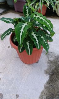 (Category: ) located in . Submitted by vittong (Listing ID 1122744530, Image 1). Description: .