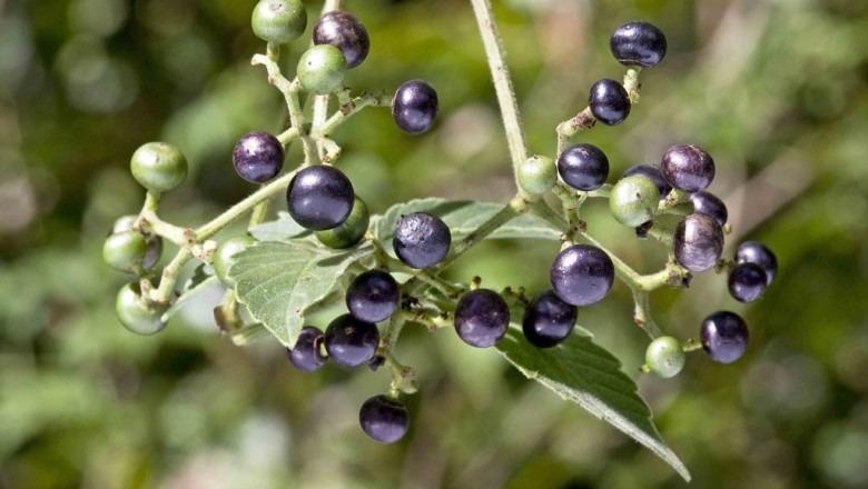 烏蘞莓種子15粒包郵 Cayratia Japonica 傢俬 家居 園藝 植物及種子 Carousell