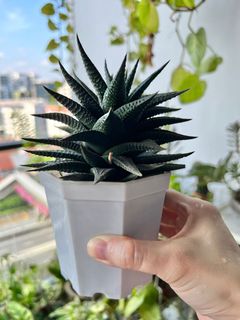 (Category: ) located in . Submitted by calathea2020 (Listing ID 1170130763, Image 1). Description: .