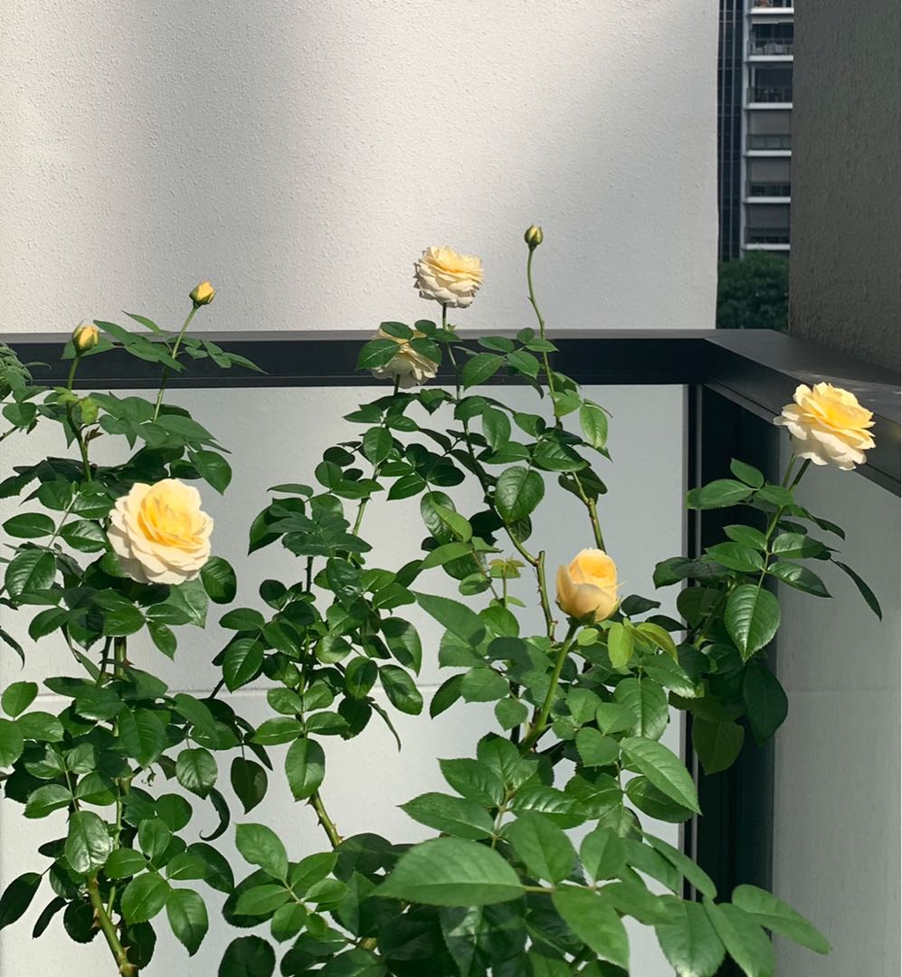 Juliet Rose Plant (Grafted ), Furniture & Home Living, Gardening