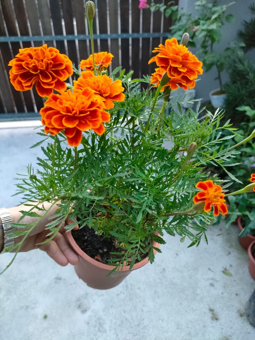 Marigold plants for sale, Furniture & Home Living, Gardening, Plants