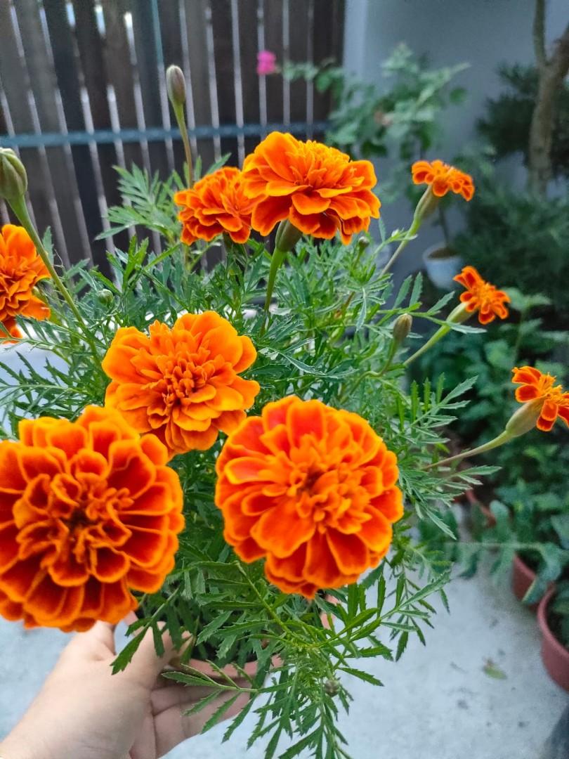 Marigold plants for sale, Furniture & Home Living, Gardening, Plants