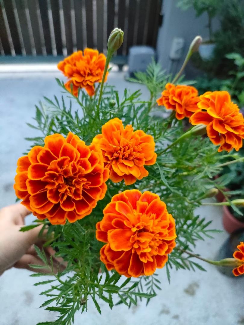 Marigold plants for sale, Furniture & Home Living, Gardening, Plants