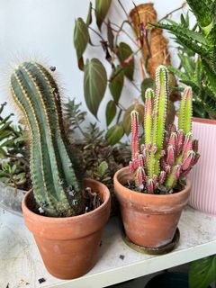 (Category: ) located in . Submitted by calathea2020 (Listing ID 1170123677, Image 1). Description: .