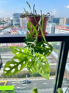 (Category: ) located in . Submitted by calathea2020 (Listing ID 1170125858, Image 1). Description: .