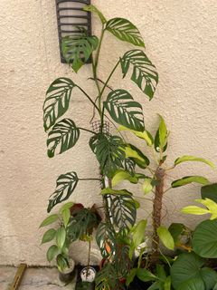 (Category: ) located in . Submitted by maaadplants (Listing ID 1170037640, Image 1). Description: .