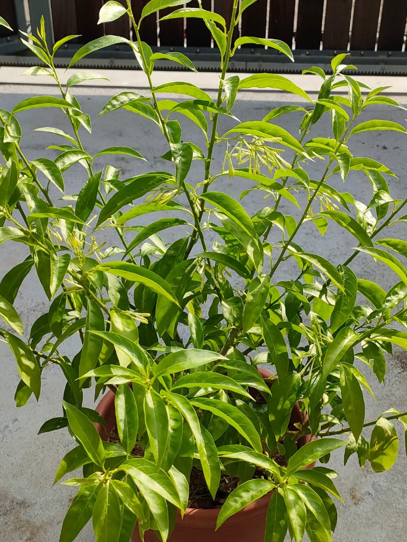 Nightblooming jasmine plants for sale, Furniture & Home Living