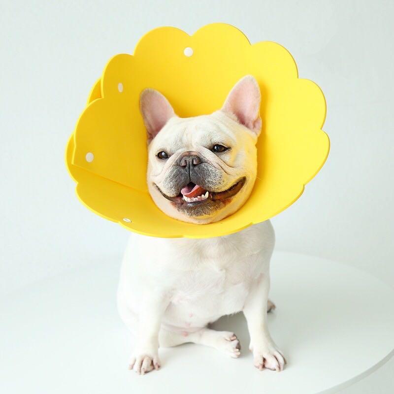 Recovery Flower E Collar Cone Dogs Cats Pet Supplies Homes Other Pet Accessories on Carousell
