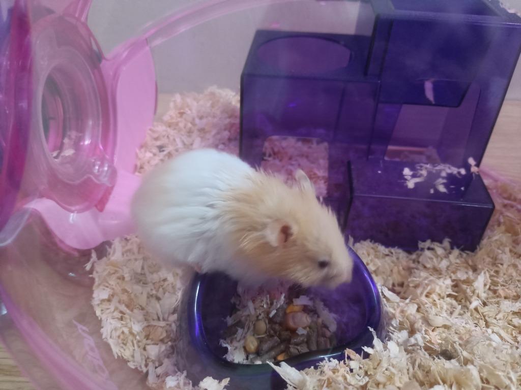 Habitrail ovo syrian hamster sales