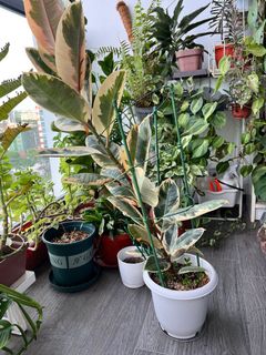(Category: ) located in . Submitted by calathea2020 (Listing ID 1156832112, Image 1). Description: .
