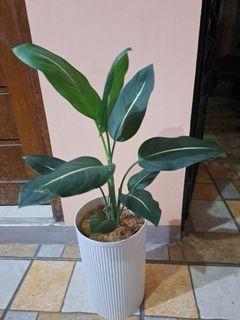 Lucky Aglaonema / Green Indoor Plant
