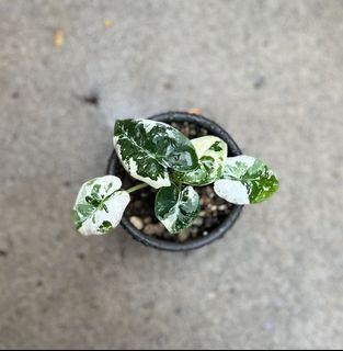 Alocasia frydex variegated (premium quality)