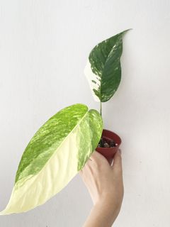 (Category: ) located in . Submitted by Plants4U (Listing ID 1173651540, Image 1). Description: .