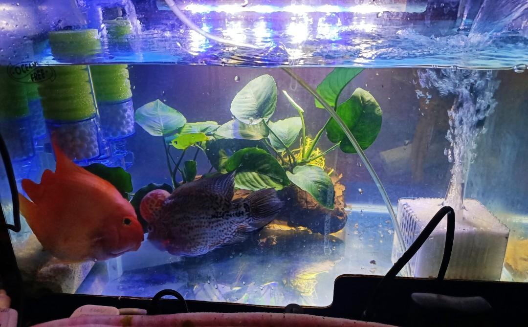 Foc 50Cm Fish Tank * Fish 🐠🐟 Not Included, Pet Supplies, Homes & Other  Pet Accessories On Carousell