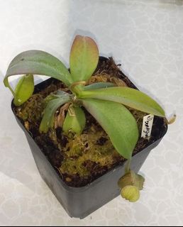 (Category: ) located in . Submitted by sgkillerplants (Listing ID 1173604337, Image 1). Description: .