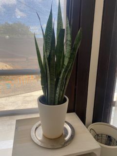 （分類：）位於 。 由 keibunkin 提交（商品編號 1173803289，圖片 1）。簡介： 。