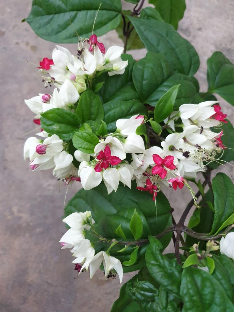 clerodendrum thomsoniae flowers, furniture & home living