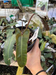 Philodendron atabapoense