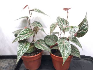 (Category: ) located in . Submitted by foliage_forest (Listing ID 1173816545, Image 1). Description: .