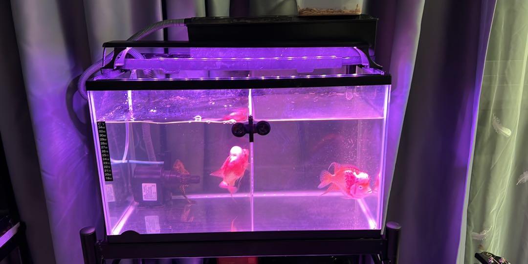 Complete set 2 ft fish tank for Sale with FREE DELIVERY, Pet Supplies