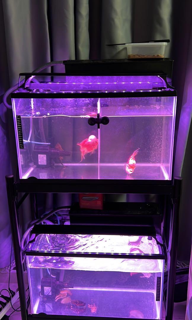 Complete set 2 ft fish tank for Sale with FREE DELIVERY, Pet Supplies