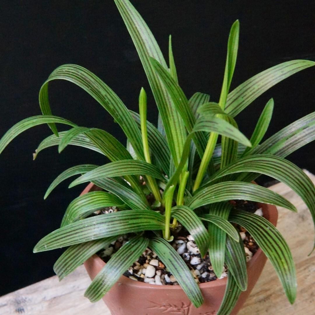 縞蔓穗蘭日本山野草盆景連紫砂盆plants 盆栽花草houseplant Ledebouria Cooperi 實拍如圖 只有一盆 傢俬 家居 園藝 植物及種子 Carousell