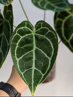 （分類：）位於 。 由 Winplants 提交（商品編號 1174117666，圖片 1）。簡介： 。