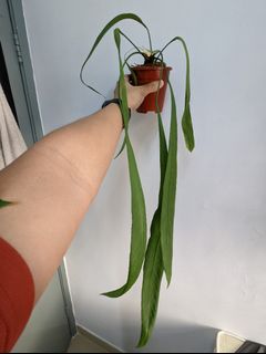 （分類：）位於 。 由 Winplants 提交（商品編號 1174117708，圖片 1）。簡介： 。