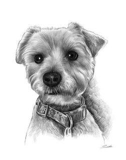 [Art Commission] Pet Charcoal Sketch