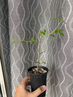 (Category: ) located in . Submitted by orchids_galore (Listing ID 1174009126, Image 1). Description: .