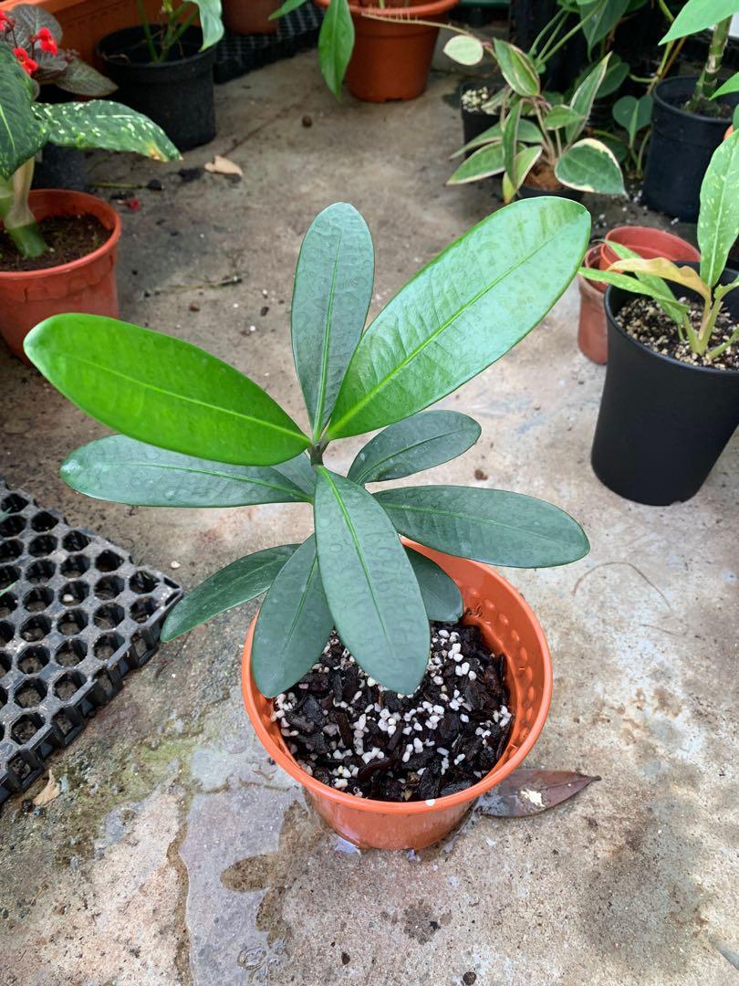Garcinia Subelliptica (Happiness Tree), Furniture & Home Living ...