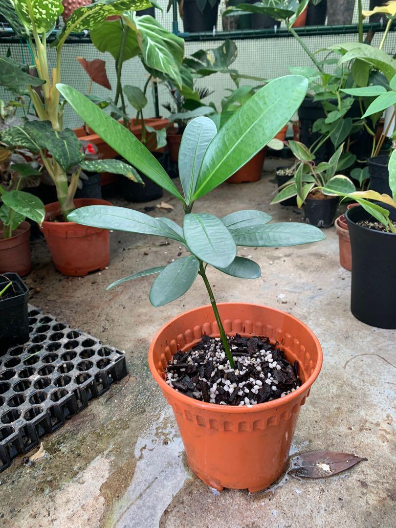 Garcinia Subelliptica (Happiness Tree), Furniture & Home Living ...