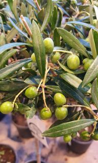 (Category: ) located in . Submitted by urban.cultivar (Listing ID 1174011835, Image 1). Description: .