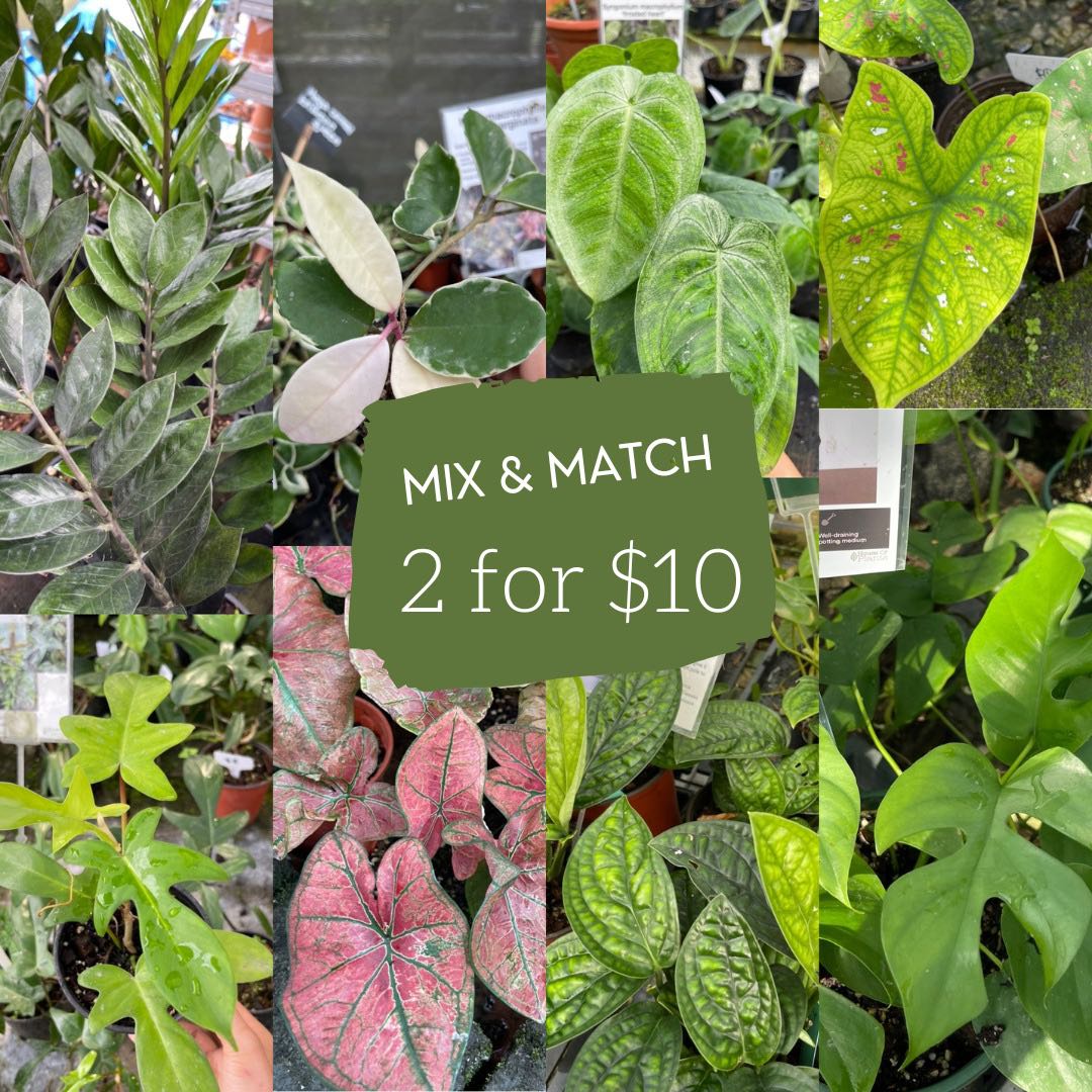Mix and Match plants 2 for 10, Furniture & Home Living, Gardening