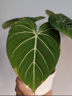 （分類：）位於 。 由 Winplants 提交（商品編號 1174117612，圖片 1）。簡介： 。