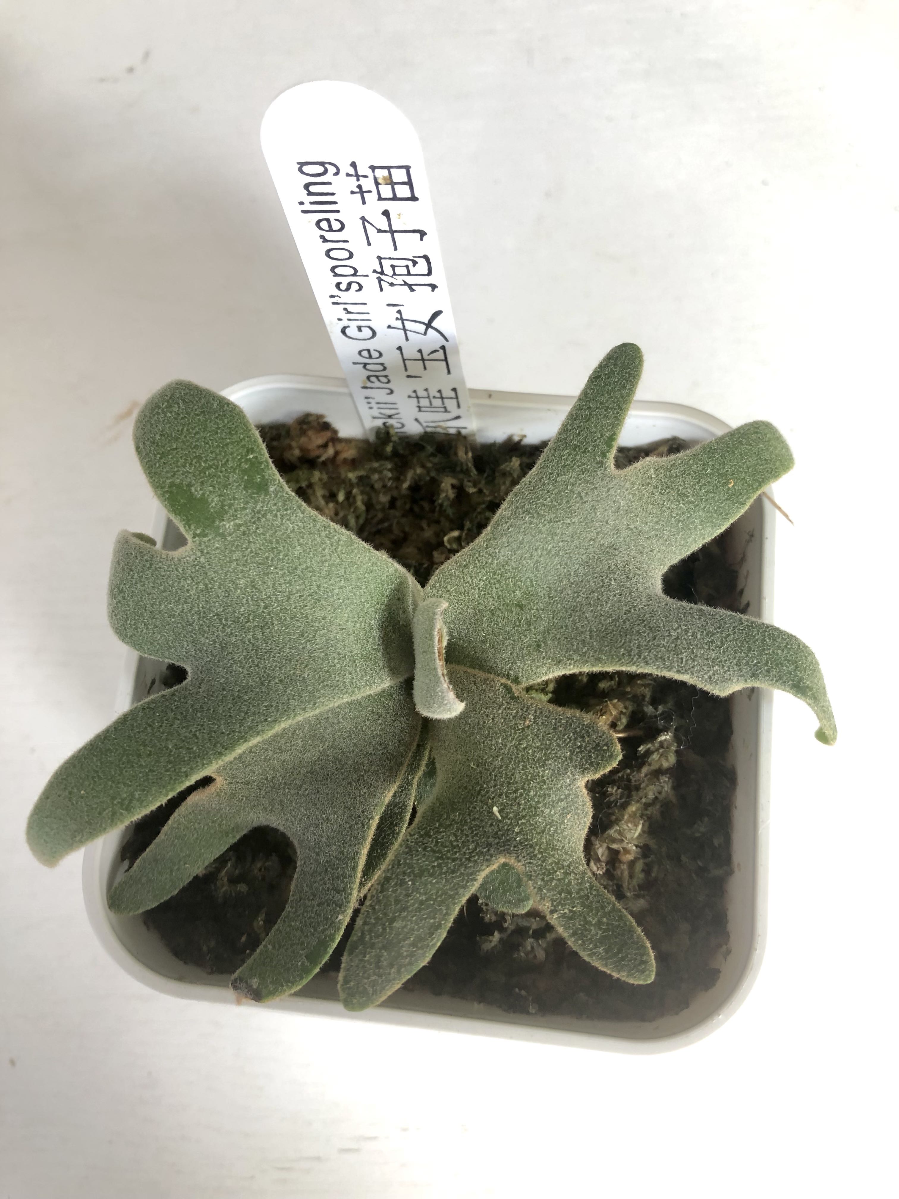 Platycerium Willinckii ' Jade Girl ' sporeling(侏儒爪哇 '玉女