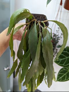 （分類：）位於 。 由 Winplants 提交（商品編號 1174117821，圖片 1）。簡介： 。