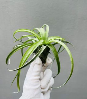 (Category: ) located in . Submitted by epiphytes (Listing ID 1174144391, Image 1). Description: .