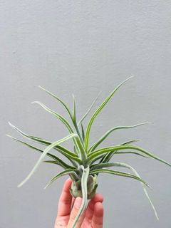 (Category: ) located in . Submitted by epiphytes (Listing ID 1174139815, Image 1). Description: .