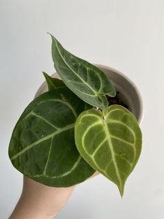 （分類：）位於 。 由 letsplant.hk 提交（商品編號 1174122612，圖片 1）。簡介： 。