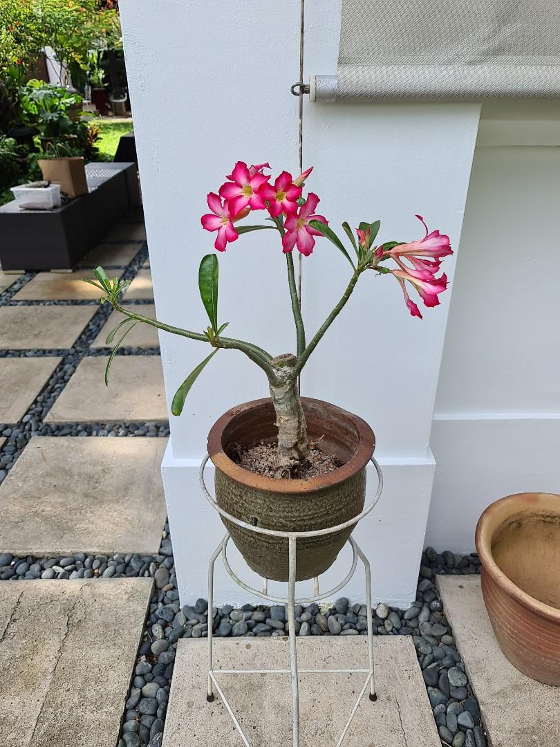 Bundle of 5 Adenium Obesum/Desert Rose Plants.2-4 inch Height. . Fast Shipping Time. Grown in The USA