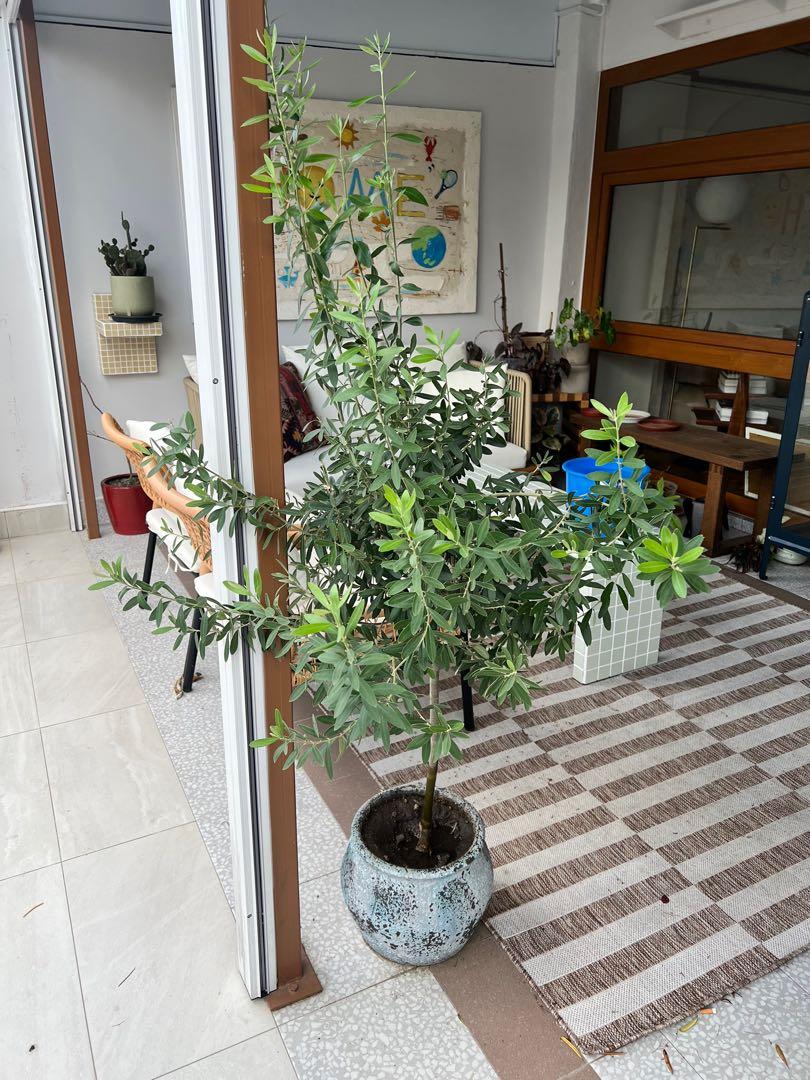 Beautiful olive tree, Furniture & Home Living, Gardening, Plants