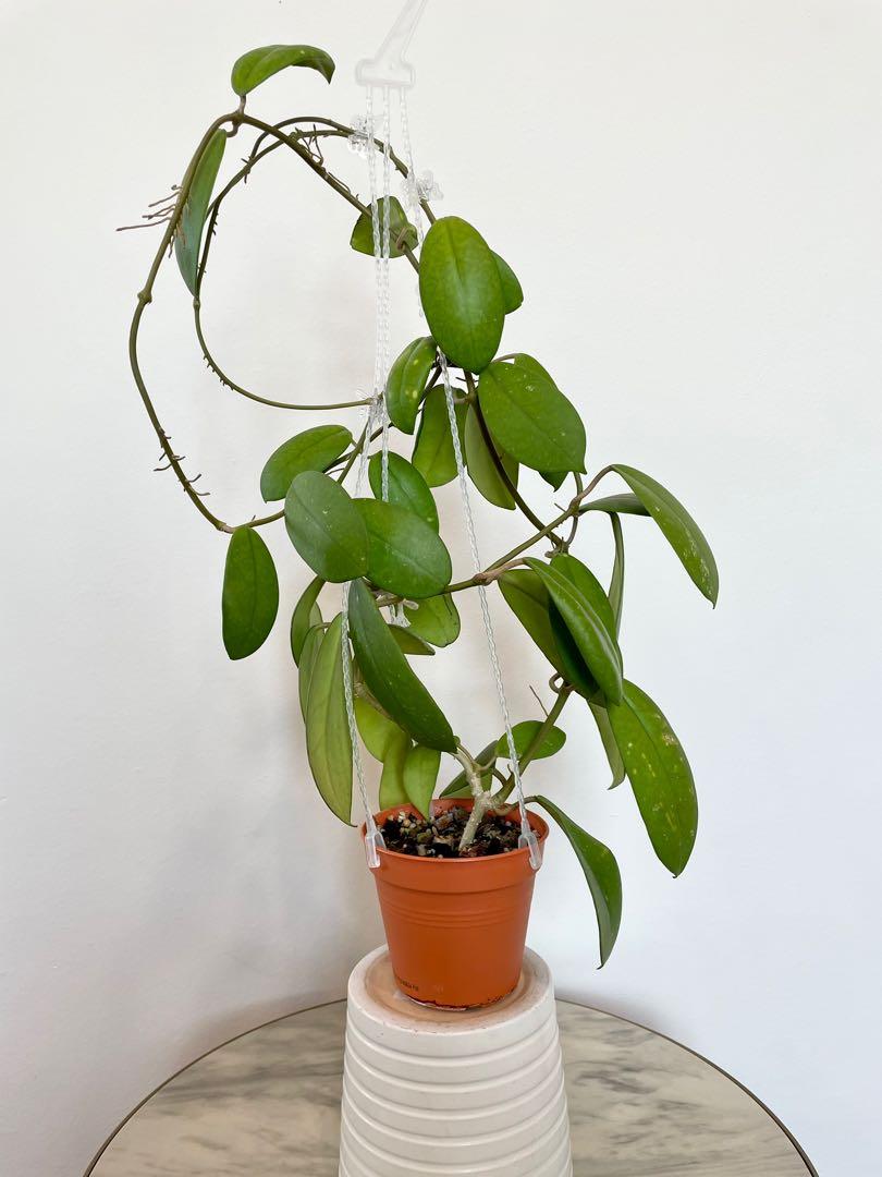 Hoya diversifolia, Furniture & Home Living, Gardening, Plants & Seeds