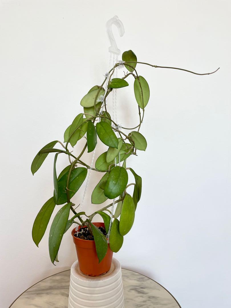 Hoya diversifolia, Furniture & Home Living, Gardening, Plants & Seeds