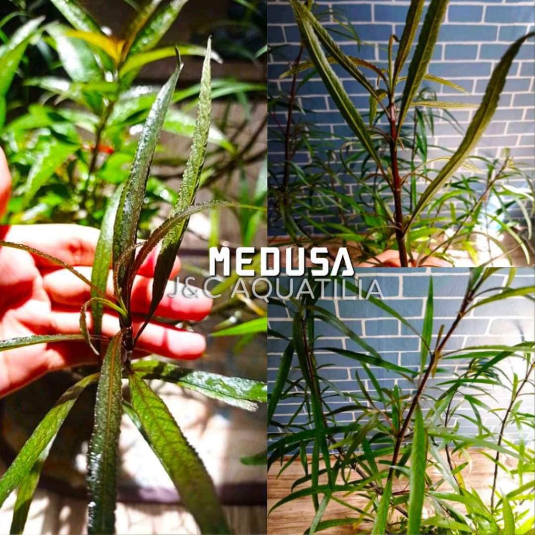 Medusa, Furniture & Home Living, Gardening, Plants & Seeds on Carousell