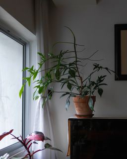 (Category: ) located in . Submitted by wh1001 (Listing ID 1174253463, Image 1). Description: .