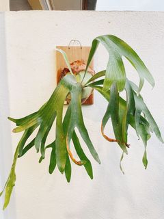 (Category: ) located in . Submitted by plantsparty (Listing ID 1174288484, Image 1). Description: .
