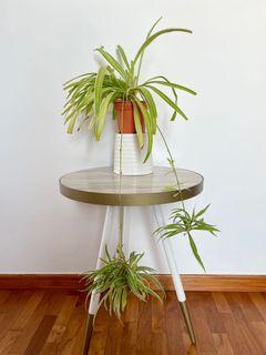 Spider plant / Chlorophytum comosum